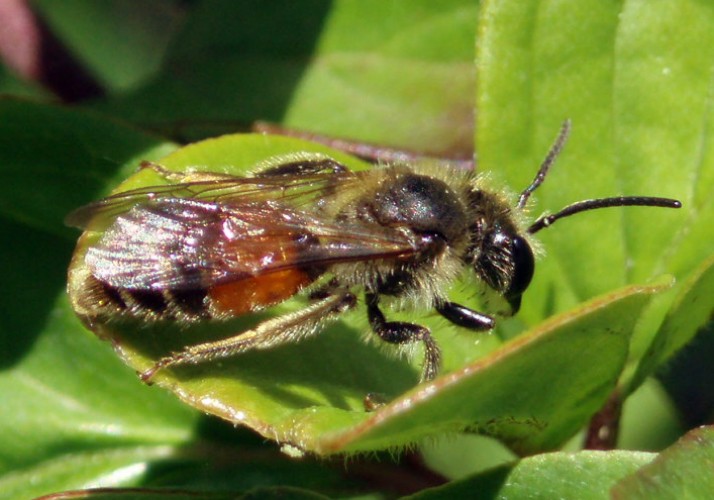 Andrena cfr. florea  (Apidae Andreninae)